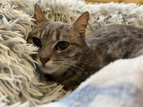 Sissy & Misty, mamma e cucciola adottiva Foto 6